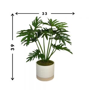 Creative Displays Selloum Philodendron Plant in Cream Ceramic Pot