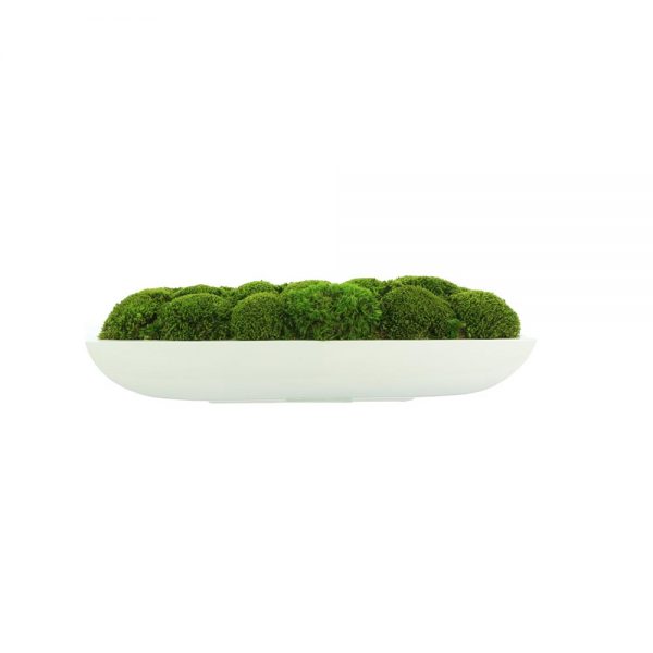 Creative Displays Green Moss Arrangement in White Glossy Oblong Planter