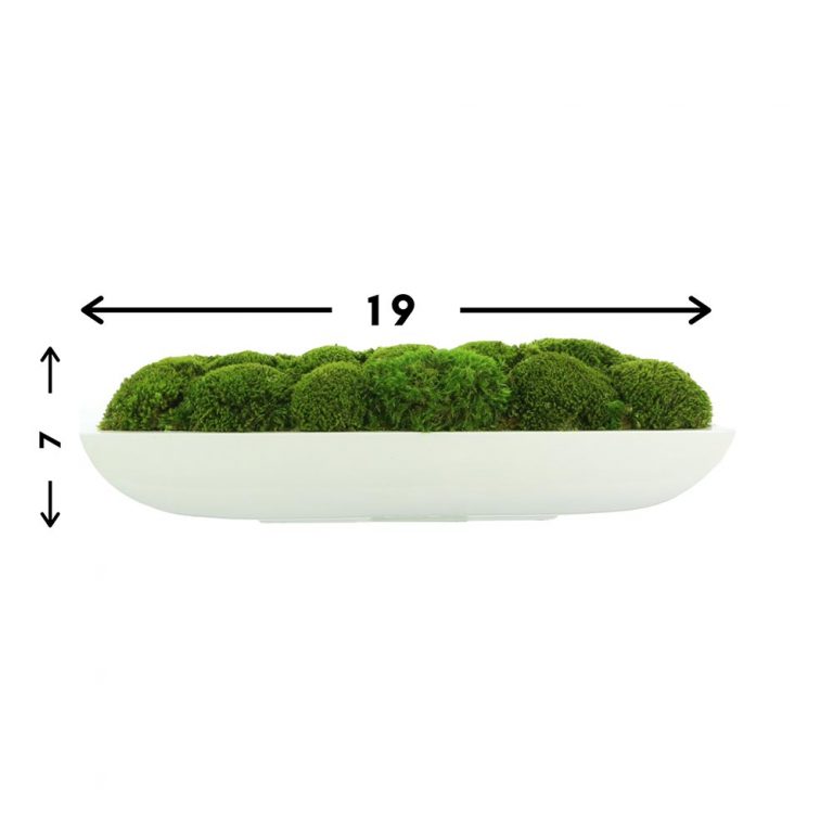 Moss Arrangement in Oblong Planter Creative Displays and Designs inc