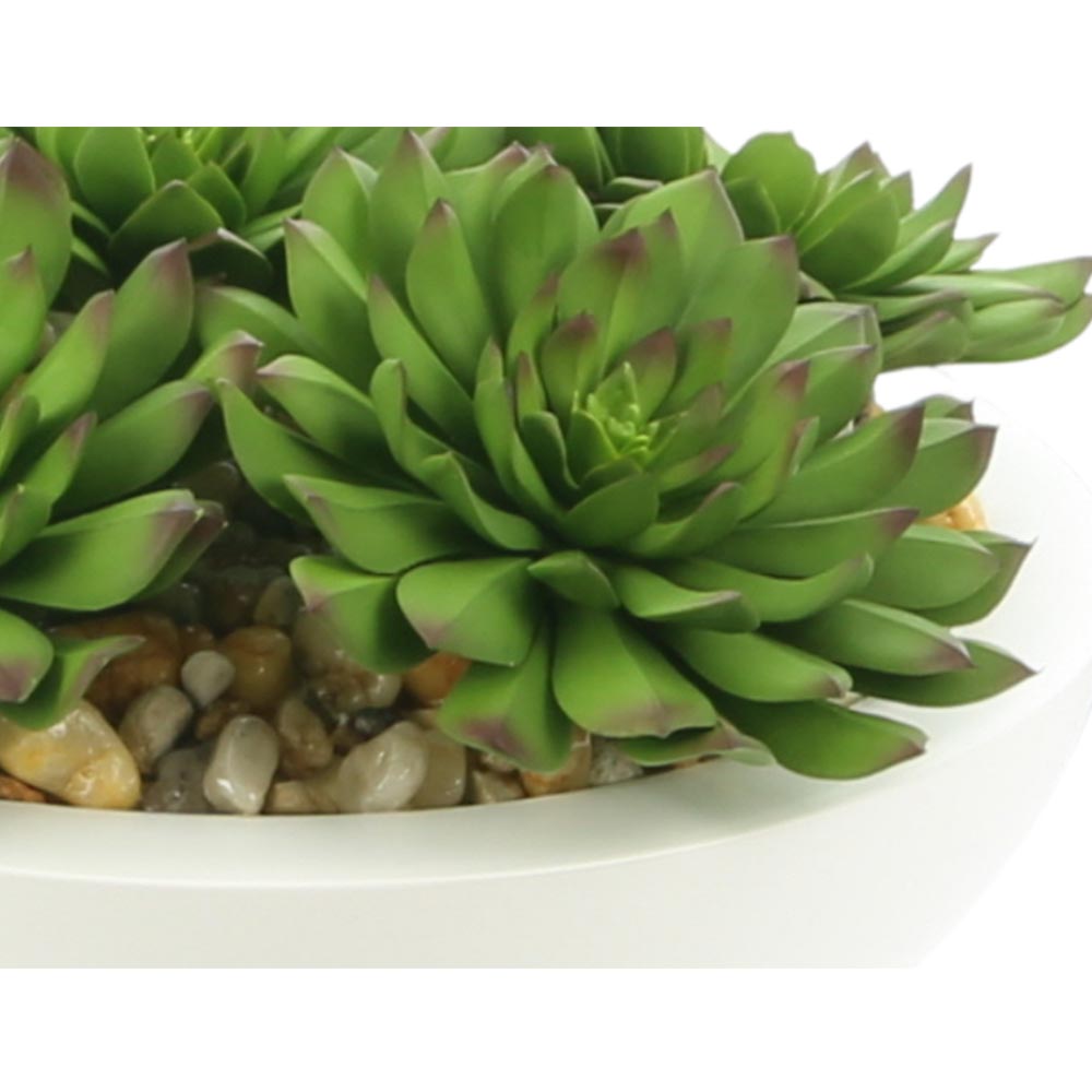 Creative Displays Echeveria Succulent Arrangement in White Half Circle Pot