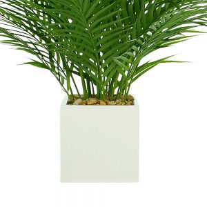 Creative Displays Areca Palm w/ Rocks in White Fiberstone Square Pot