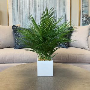 Creative Displays Areca Palm w/ Rocks in White Fiberstone Square Pot