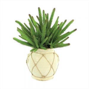 Creative Displays Finger Cactus in Cream Ceramic Pot w/ Rope