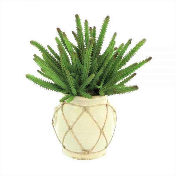 Creative Displays Finger Cactus in Cream Ceramic Pot w/ Rope