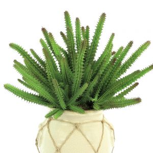 Creative Displays Finger Cactus in Cream Ceramic Pot w/ Rope