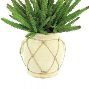 Creative Displays Finger Cactus in Cream Ceramic Pot w/ Rope