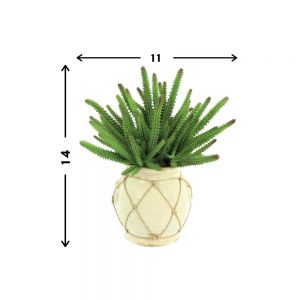 Creative Displays Finger Cactus in Cream Ceramic Pot w/ Rope