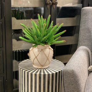Creative Displays Finger Cactus in Cream Ceramic Pot w/ Rope