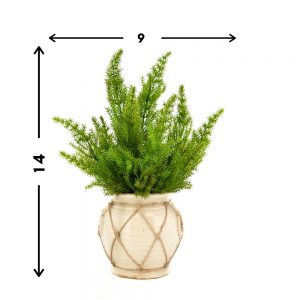 Creative Displays Green Cedar Plant in Cream Ceramic Pot w/ Rope