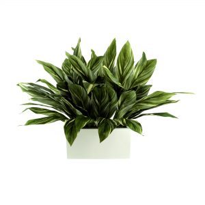 Leaves Arranged in Fiberstone Planter