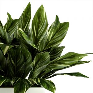 Leaves Arranged in Fiberstone Planter - Image 2
