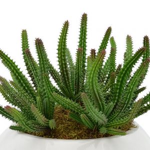 Finger Cactus and Moss Arramged in Round Pot - Image 2