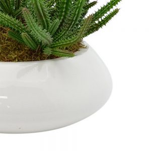 Creative Displays Finger Cactus and Moss in Glossy White Pot