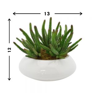 Creative Displays Finger Cactus and Moss in Glossy White Pot