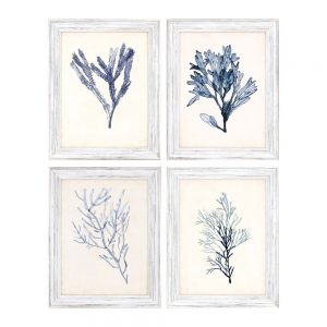 Seaweed Specimens Set of 4