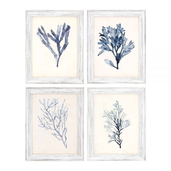 Seaweed Specimens Set of 4