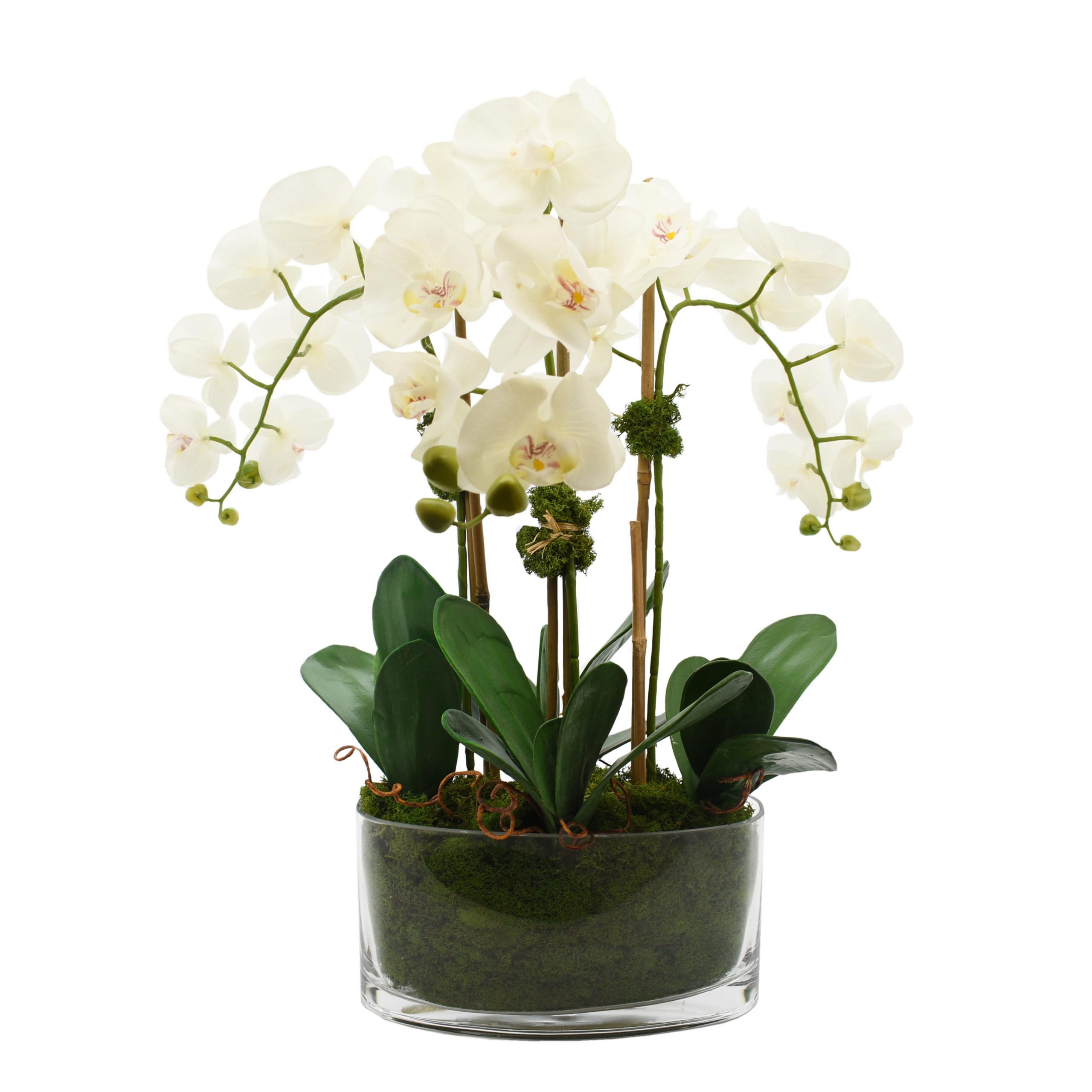 Orchid Arrangement in Glass Vase with Moss – Creative Displays and Designs  inc