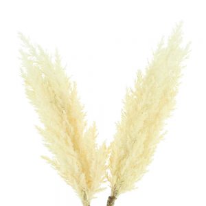 Creative Displays Floral Arrangement with Pampas Grass in Tall Glass Vase