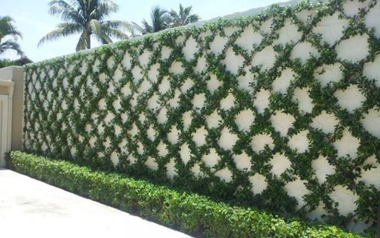 boxwood-3