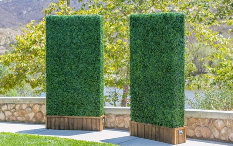 boxwood-5