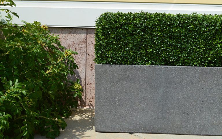 boxwood-6