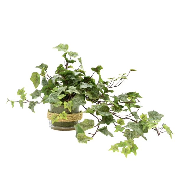 Ivy in Glass Vase Adorned with Rope
