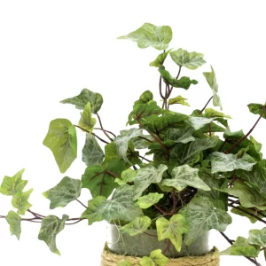 Ivy in Glass Vase Adorned with Rope