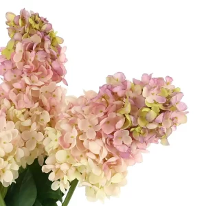 Cone Hydrangea Arranged in Glass Vase