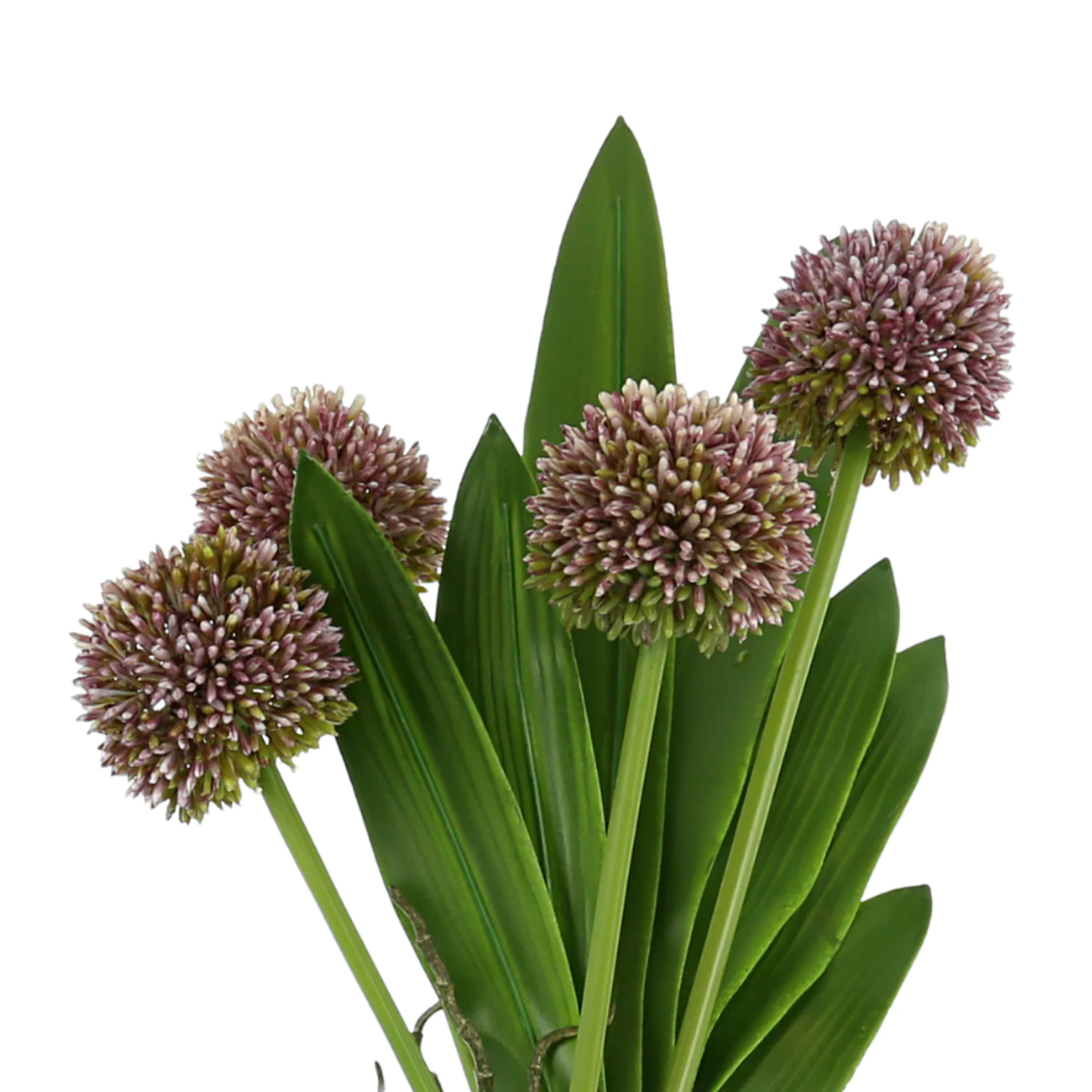 Allium and Orchid Leaf Arrangement in a Tall Glass Vase