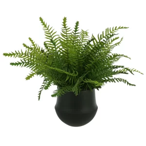 Fern Arrangement in a Small Pot