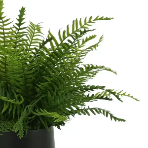 Fern Arrangement in a Small Pot