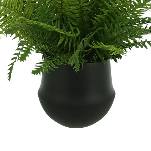 Fern Arrangement in a Small Pot