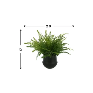 Fern Arrangement in a Small Pot
