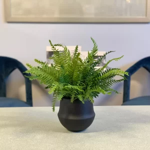 Fern Arrangement in a Small Pot