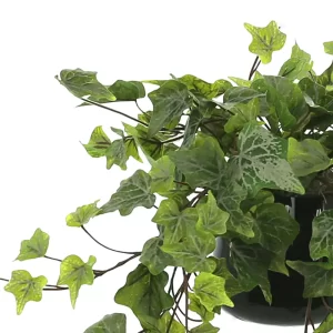 Ivy Arrangement in a Glass Vase