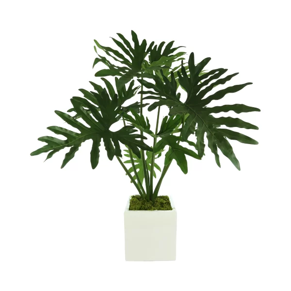 Philo plant Arrangement in a Square Fiberstone Pot