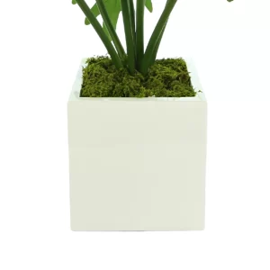Philo plant Arrangement in a Square Fiberstone Pot