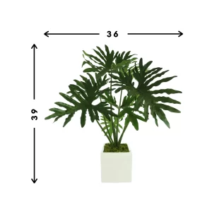 Philo plant Arrangement in a Square Fiberstone Pot
