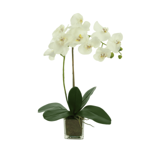 Orchid in Vase with Moss