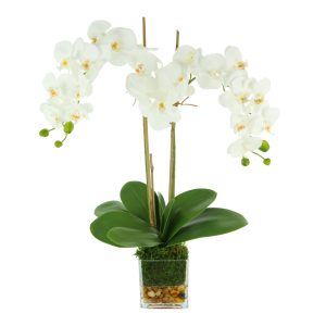 Orchid in Glass Vase with Moss and Rock