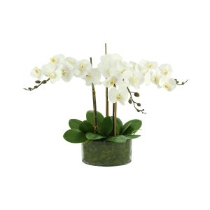 Orchid Arrangement with Orchid Leaves and Moss in Vase