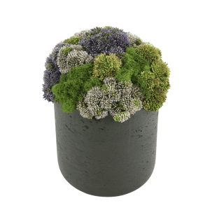 Sedum and Moss Arranged in a Fiberstone Pot