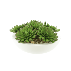 Echeveria Succulents Arranged in Round Planter