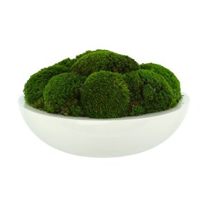 Moss Arrangement in Glossy Fiberstone Bowl