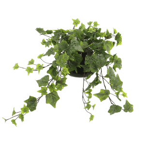 Ivy Arrangement in a Glass Vase
