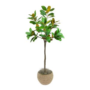 Magnolia Tree in a Rope Wrapped Cement Pot