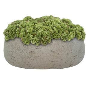 Sedum Arrangement in Fiberstone Planter