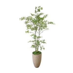 Bonsai Tree In Rope Planter