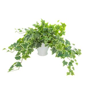 Variegated Ivy in a Ceramic Vase